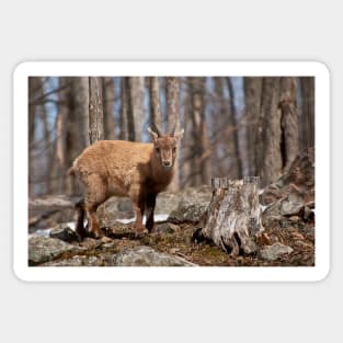 Young Ibex Sticker